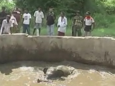 Ελέφαντας σε πηγάδι